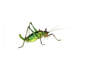 Juris Utāns, Grasshopper, 2000s, Mixed Media & Paper