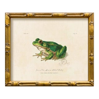 Vintage "Garden Friends" Art Print (6), Framed Frog For Sale