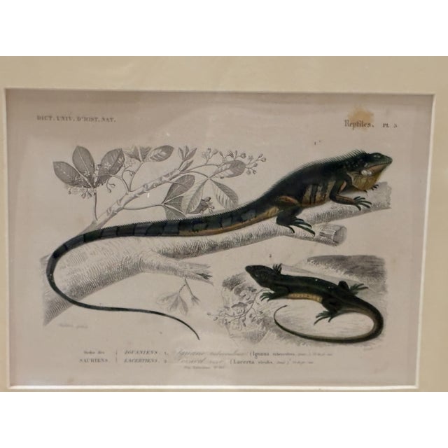 A series of 5 beautifully detailed, 19th C hand colored engravings of insects, reptiles and shells framed in a single art...