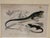 A series of 5 beautifully detailed, 19th C hand colored engravings of insects, reptiles and shells framed in a single art...