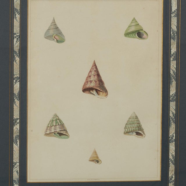 Set of Eight Antique Hand Colored Seashell Prints For Sale - Image 9 of 18