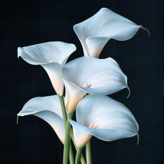 Ivory Elegance Contemporary Photograph For Sale