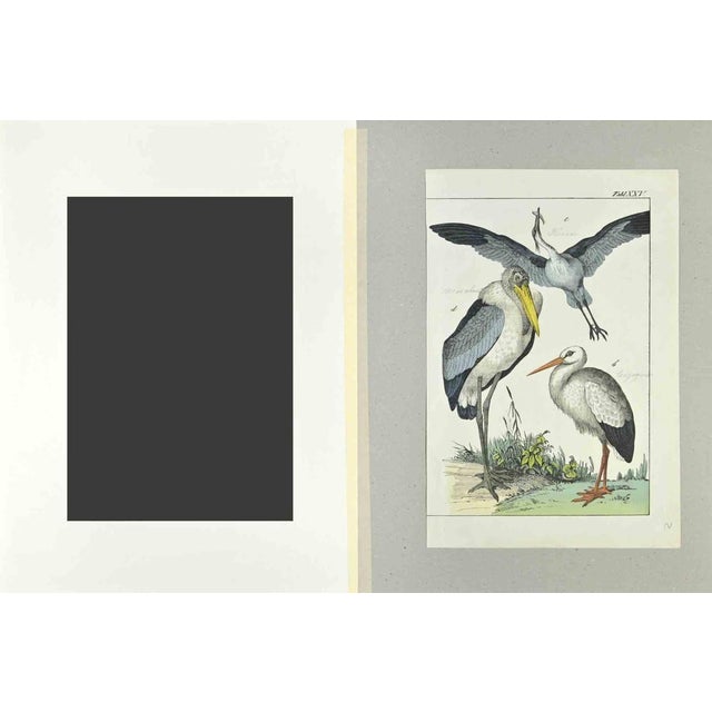 Heron and Stork is an Etching hand colored realized by Gotthilf Heinrich von Schubert - Johann Friedrich Naumann,...