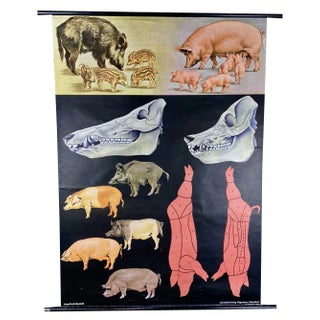 Jabali and Pork Poster, 1968 For Sale