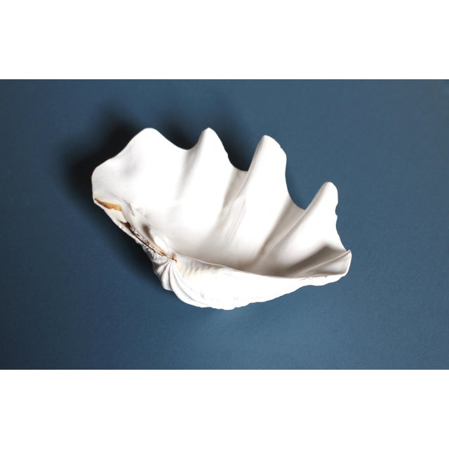 Shell Natural Tridacna Giant Clam Shell - Large seashell bowl - shell decor For Sale - Image 7 of 10
