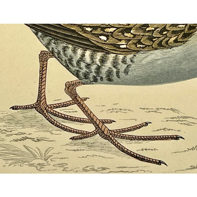 Cream Antique Hand Tinted Bird Print From England Featuring a Baillon’s Crake - Circa 1880 For Sale - Image 8 of 12