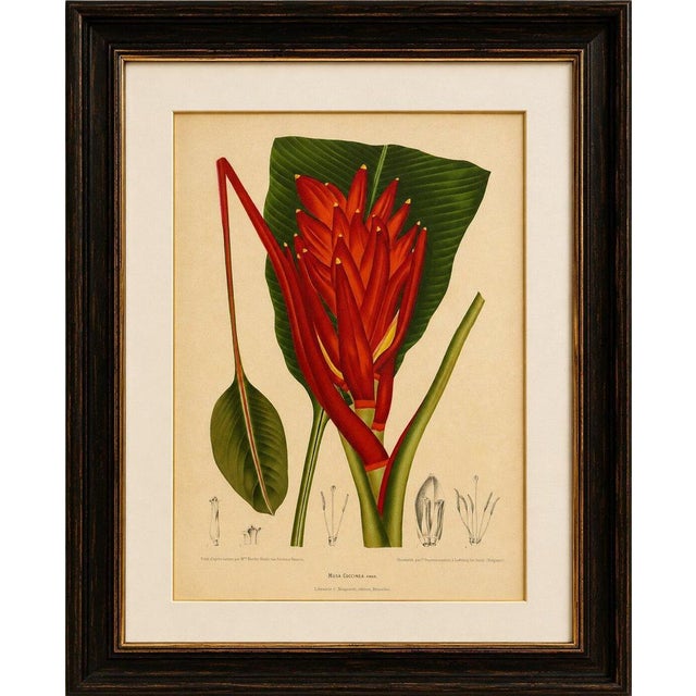 Title: antique red heliconia botanical chromolithograph by hoola van nooten, c. 1880 : a magnificent original antique...