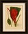 Title: antique red heliconia botanical chromolithograph by hoola van nooten, c. 1880 : a magnificent original antique...