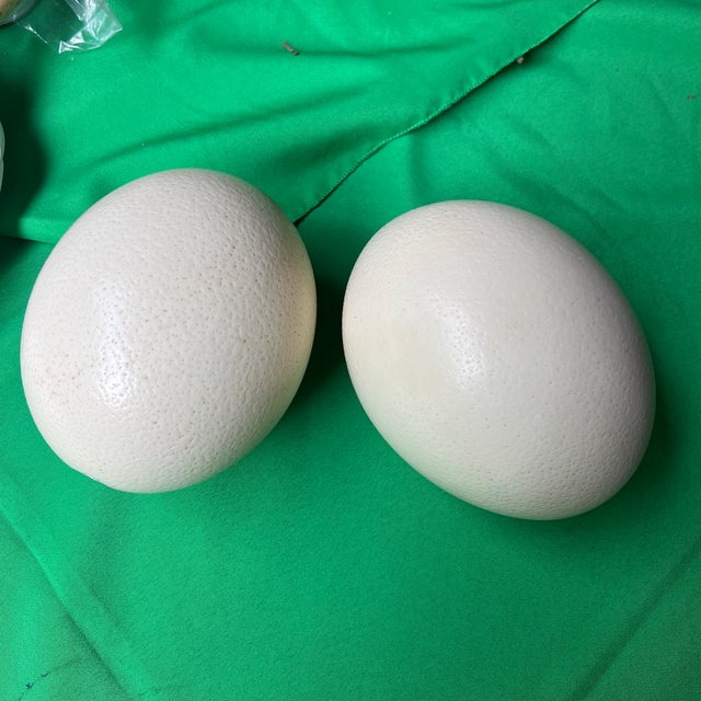 Large Pair of Authentic Ostrich Eggs For Sale In Atlanta - Image 6 of 9