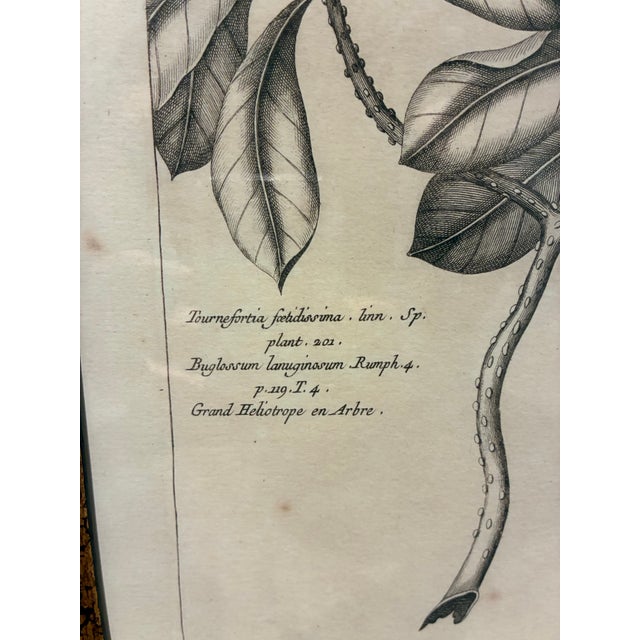 Asian Vintage Tournefortia Foetidissima Botanical Engraving Print in Black & Gold Frame For Sale - Image 3 of 5