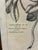 Asian Vintage Tournefortia Foetidissima Botanical Engraving Print in Black & Gold Frame For Sale - Image 3 of 5