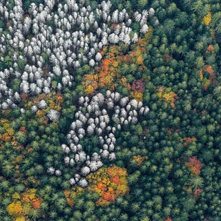 "Bavarian_Forest_014" Size C Limited Edition Fine Art Photograph by Bernhard Lang For Sale