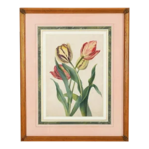 British Botanical Watercolor of Tulips