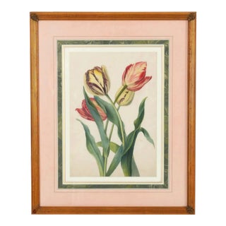 Early 19th Century English Botanical Watercolor of Tulips in Reeded Giltwood Frame For Sale