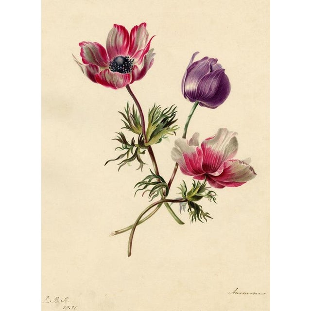 An original 1831 watercolour painting – E.B.R., Anemone Flowers.A superb botanical watercolour dating from 1831. Vibrantly...