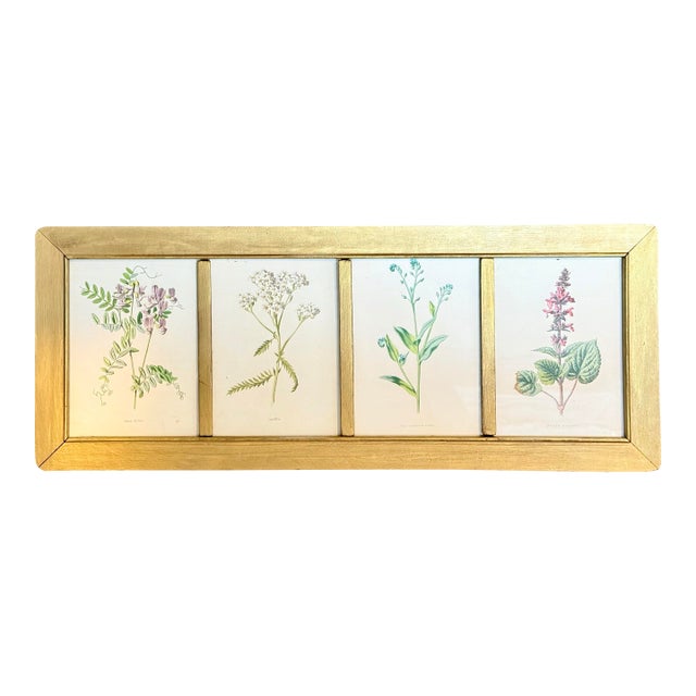 Vintage Botanical Prints From 'Familiar Wildflowers by Hulme, (A Framed Set of Four ), Stippled Technique ,C. 1890–1905 For Sale