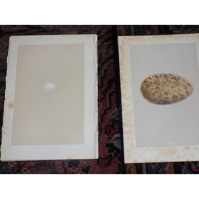 Late 19th Century Antique 19th Century Hand Colored Egg Lithographs - Set of 12 For Sale - Image 5 of 9