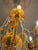 European Imported Gilded Amber Glass Chandelier A stunning 6-arm European-imported chandelier crafted entirely from glass,...