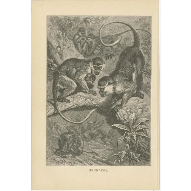 Brehm, Monkey Prints, 1890, Paper, Set of 5 For Sale - Image 5 of 7