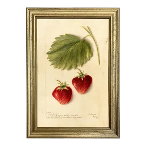 Strawberry "Marshall" Botanical Framed Print