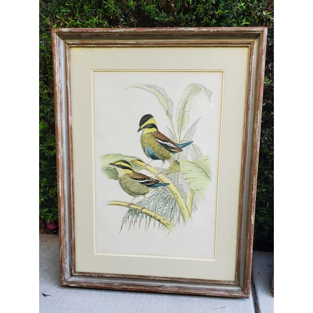Mid 19th Century Pair of Antique John Gould & h.c. Richter Hand-Colored Bird Lithographs 19th C, Framed For Sale - Image 5 of 12