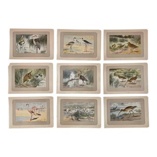 1907 French Photogravure Prints - Collection of Nine Seabirds #1 For Sale