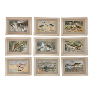 1907 French Photogravure Prints - Collection of Nine Seabirds #1 -
