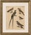 Paper Bertuch, Bird Swallow & Nightjars, 1800, Engraving For Sale - Image 7 of 9