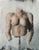 The artwork presents a stylized torso, rendered with a textured surface that hints at both fragility and strength. Lightly...