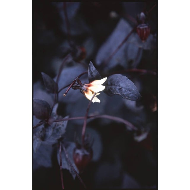 Paul Cooklin, Aquilegan, Edition of 50 For Sale - Image 7 of 7