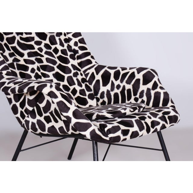 Mid-Century Wingback Armchair attributed to Miroslav Navratil, Czechia, 1950s For Sale - Image 9 of 12