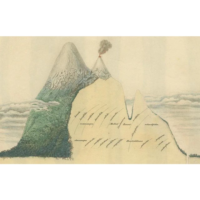 Cinchona Bark Varieties A Hand-Colored Illustrated Botanical Atlas, 1826 For Sale - Image 6 of 16