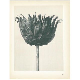 1928 Karl Blossfeldt Original Period Photogravure N86 of Russian Knap-Weed For Sale