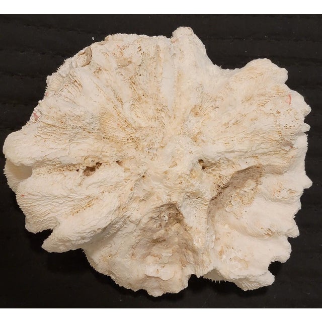 Authentic Natural Brain Coral Speciman For Sale In Dallas - Image 6 of 6