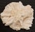 Authentic Natural Brain Coral Speciman For Sale In Dallas - Image 6 of 6