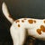 Mid 20th Century Mid 20th Century Oil Portrait of a Hound After George Stubbs – Reproduction of the 1788 William Pitt Commission For Sale - Image 5 of 8