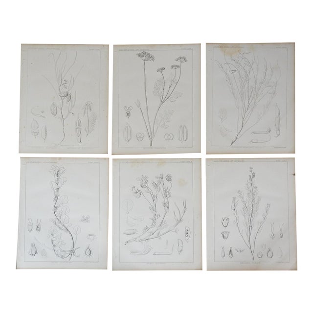Mid 19th Century Us Pacifc Railroad Botanical Lithograph Book Plate - Set of 6 For Sale