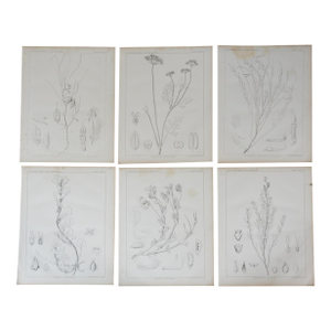 Mid 19th Century Us Pacifc Railroad Botanical Lithograph Book Plate - Set of 6