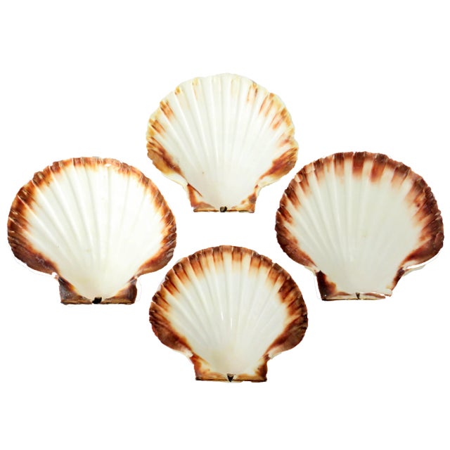 French French Natural Baking Shells, Set of 4 For Sale - Image 3 of 4