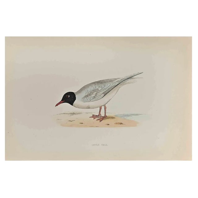 Alexander Francis Lydon, Little Gull, Woodcut Print, 1870 For Sale