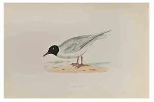 Alexander Francis Lydon, Little Gull, Woodcut Print, 1870
