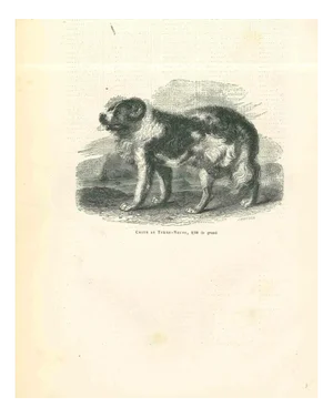 Paul Gervais, The Dog, 1854, Lithograph