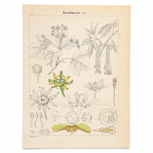Created for Adalbert Schnizlein’s systematic atlas of plant families, this original antique maple lithograph with hand...