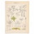 Created for Adalbert Schnizlein’s systematic atlas of plant families, this original antique maple lithograph with hand...