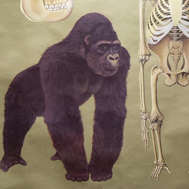 ABOUT An original vintage "Jung-Koch-Quentell" scientific classroom wall chart depicting gorilla anatomy. Printed by...