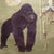 ABOUT An original vintage "Jung-Koch-Quentell" scientific classroom wall chart depicting gorilla anatomy. Printed by...