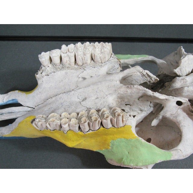 1980s Hand-Painted Bovine Skull Sculpture in Southwestern Folk Art Style For Sale - Image 9 of 10