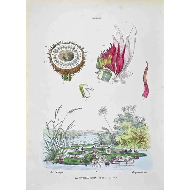 Lithograph hand watercolored. Plate from "Atlante di Botanica popolare ossia Illustrazione di Piante Notevoli di ogni...