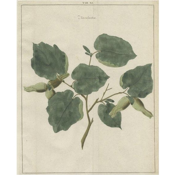 Johann Hermann Knoop, Common Hazel, 1758, Paper For Sale - Image 6 of 6