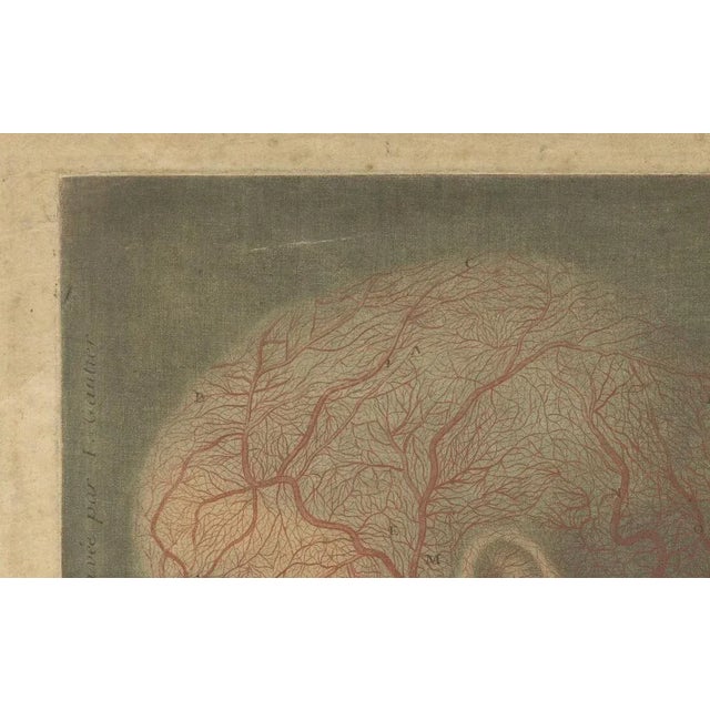 Gautier-D’Agoty, Anatomical Study of Head and Neck Veins, 1748, Paper For Sale - Image 9 of 11